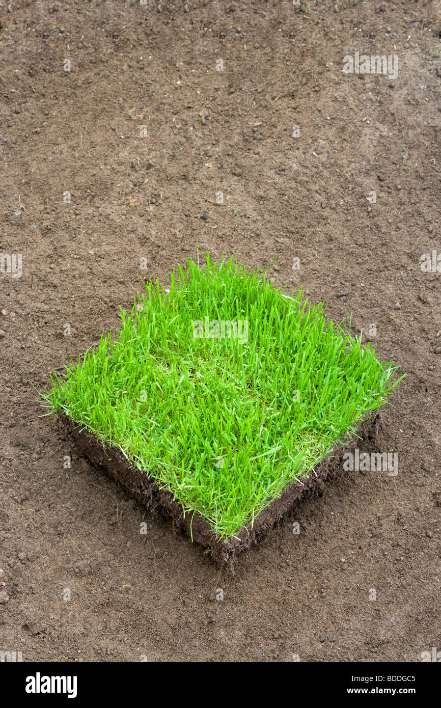Der neue Rasen auf vorbereiteten Boden quadratisch Stockfoto