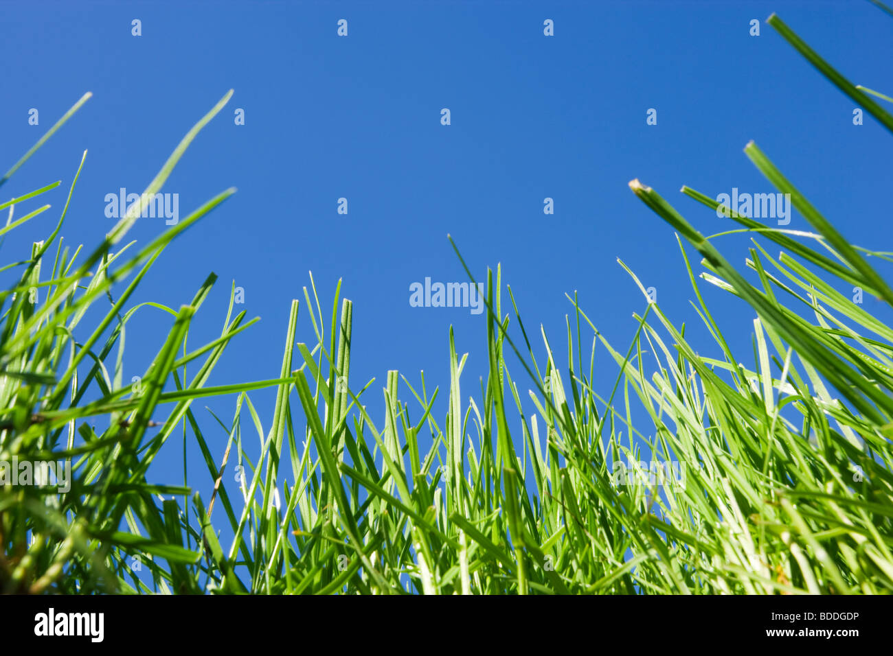 Grass. Rasen, vom Boden aus betrachtet. Stockfoto