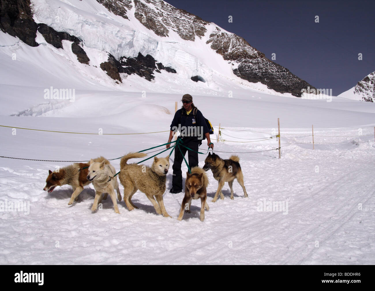 Grönland Schlittenhunde, Jungfraujoch, Berner Oberland, Schweiz Stockfoto