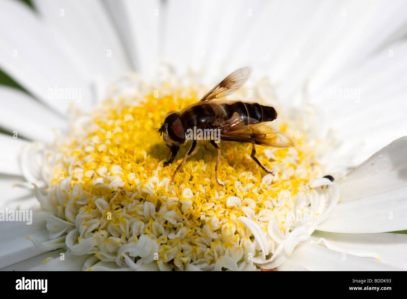 Honigbiene auf Daisy Stockfoto