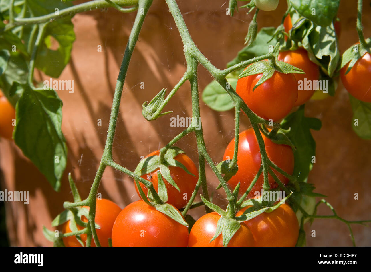 Tomaten in der Sonne hängen Stockfoto