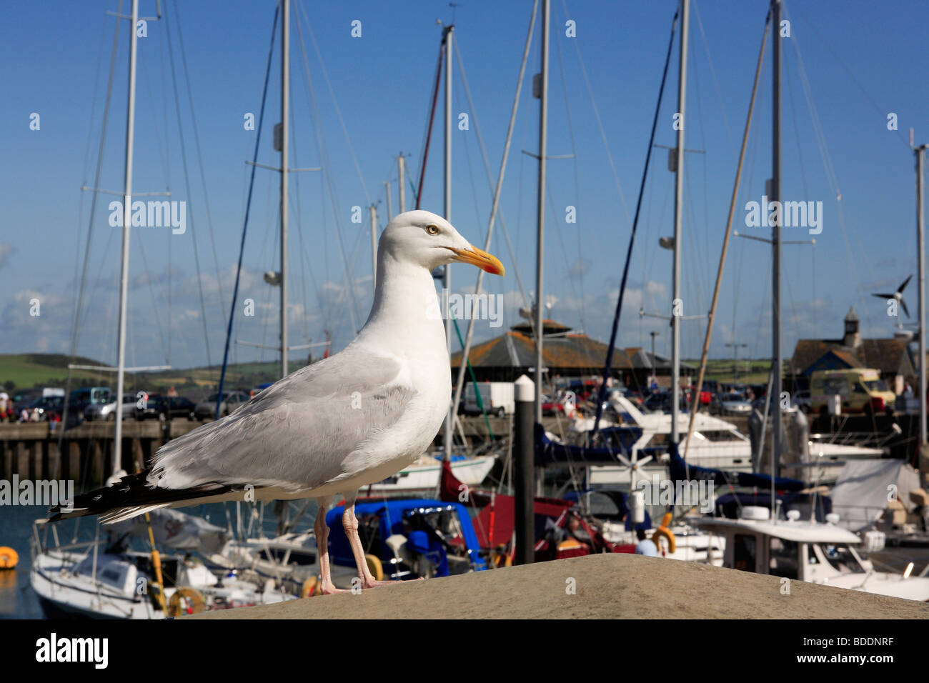 2540. Hafen, Padstow, Cornwall Stockfoto