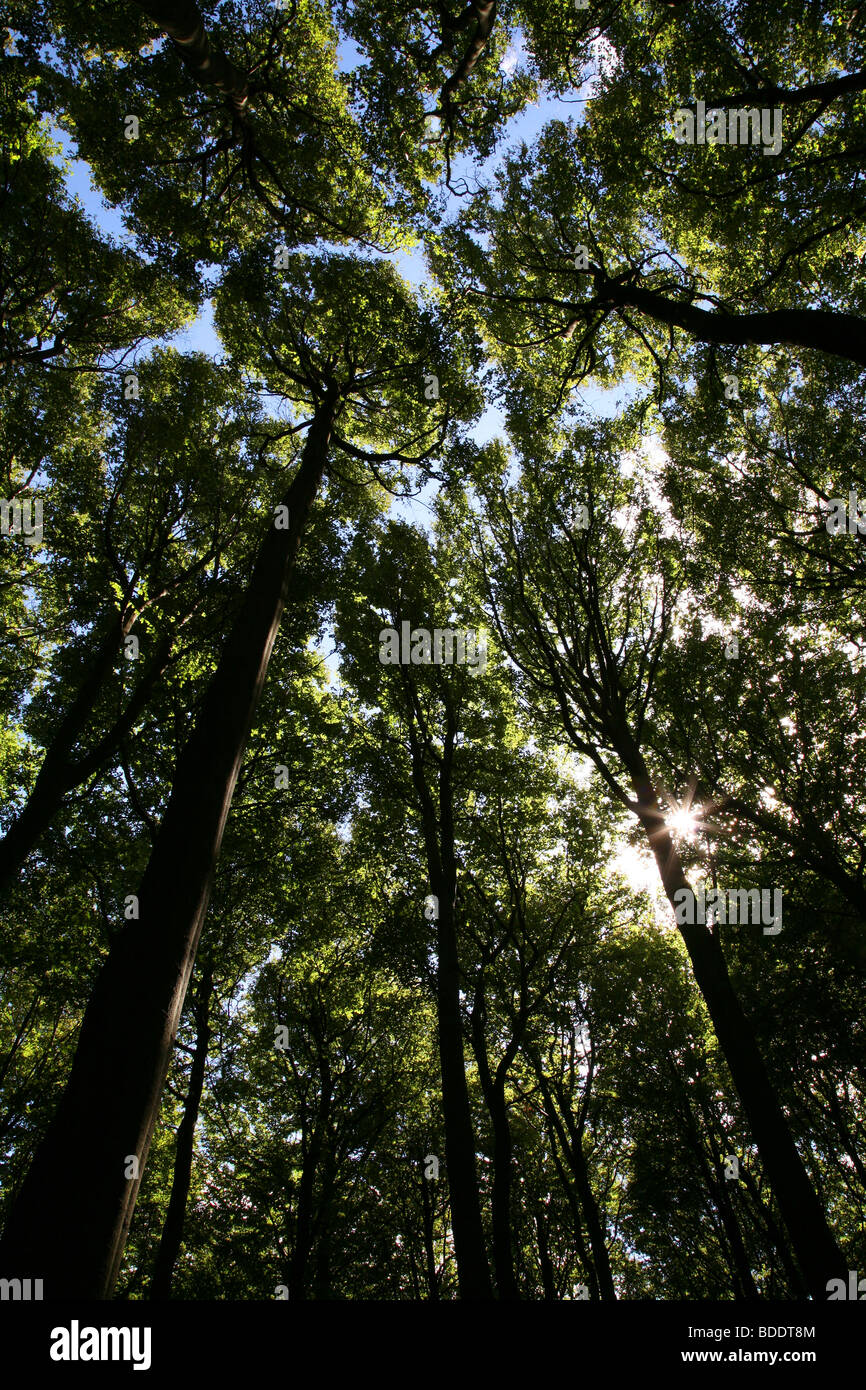 Baldachin aus alten Waldbestands in Jasmund Nationalpark auf der Insel Rügen in Norddeutschland. Stockfoto