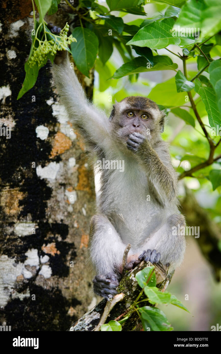 Ein long-Tail Makaken-Affen im Bako Nationalpark, Borneo, Malaysia. Stockfoto
