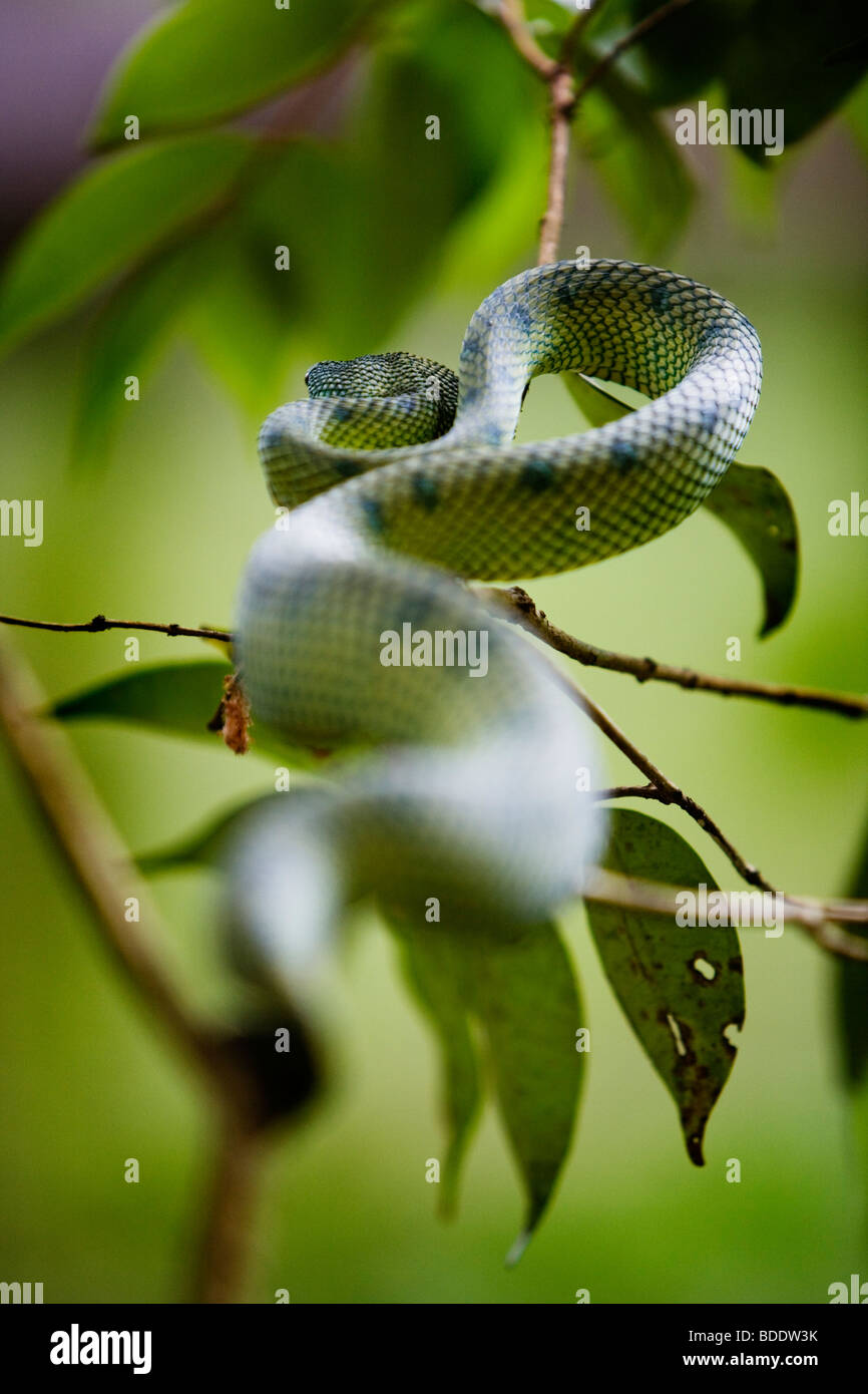 Eine grüne Schlange versteckt auf einem Ast im Bako Nationalpark, Borneo, Malaysia. Stockfoto