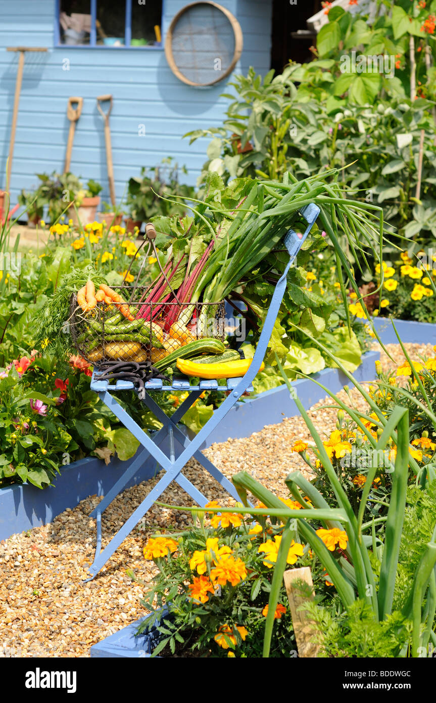 Nach Hause angebautes Gemüse, Draht Trug voller Sommergemüse auf Gartenstuhl im Gemüsegarten Garten, Norfolk, Großbritannien, Juli Stockfoto