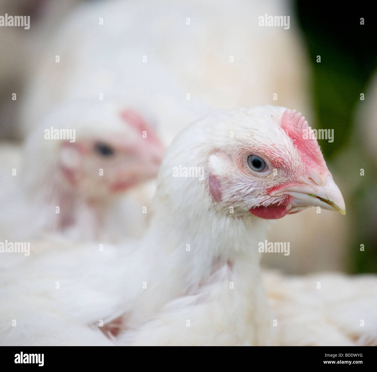 Sasso Hühner Stockfoto