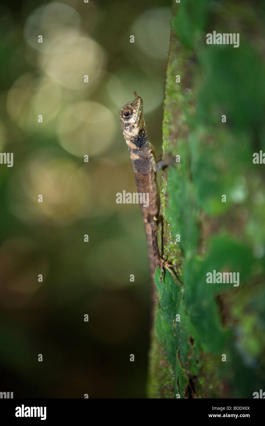 Eine Eidechse mit einer seltsamen Nase an einem Baumstamm im Regenwald von Borneo, Malaysia. Stockfoto