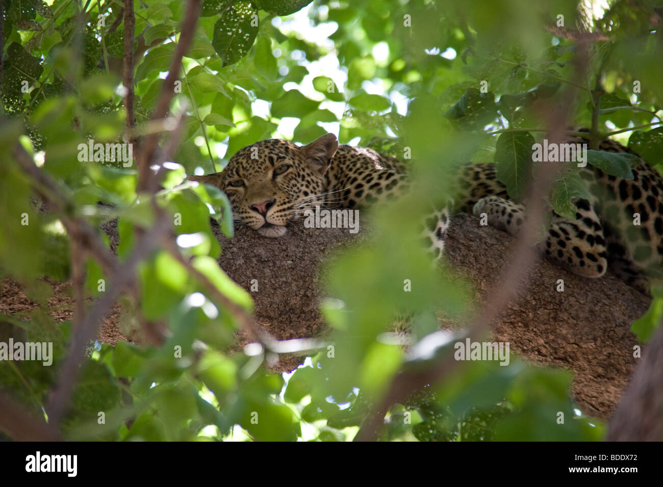 Sambia, Tafika Camp, Luangwa River, South Luangwa Nationalpark. Jeep-Safari, Bush Leopard Stockfoto