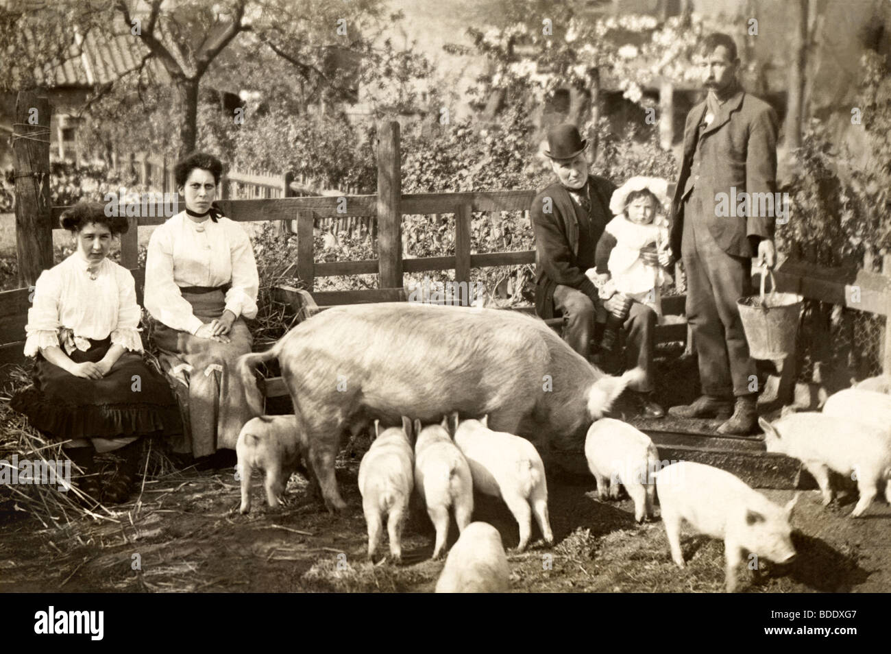 Eine Familie mit ihren Schweinen bei Feeding Time Stockfoto