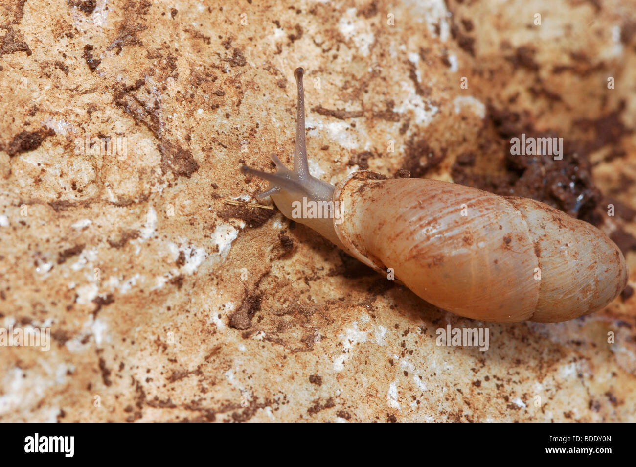 Schnecke kriecht auf den Felsen Stockfoto