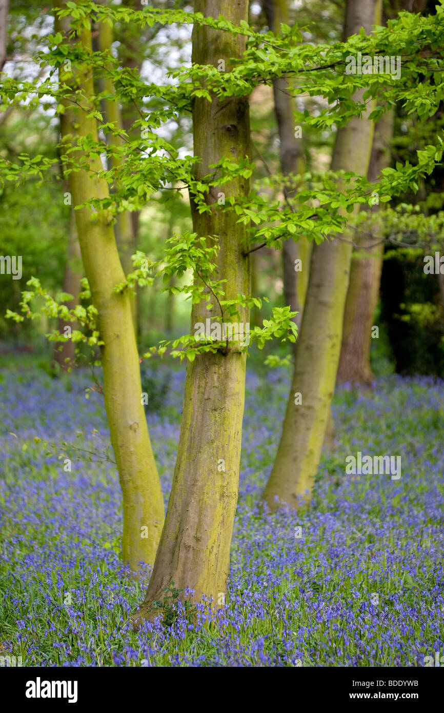 Wandsworth Park Bluebell Holz Stockfoto