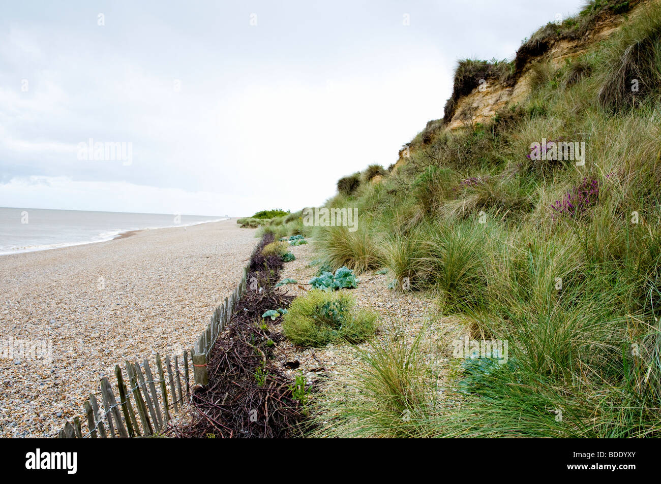 Die Klippen von Dunwich Heath, Suffolk, England - die Erosion durch das Meer unterliegen. Stockfoto