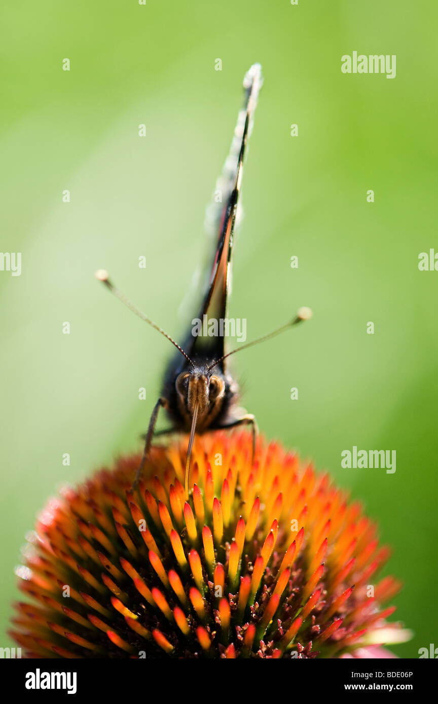 Vanessa Atalanta. Red Admiral Schmetterling Fütterung auf eine Echinacea Purpurea Sonnenhut Stockfoto