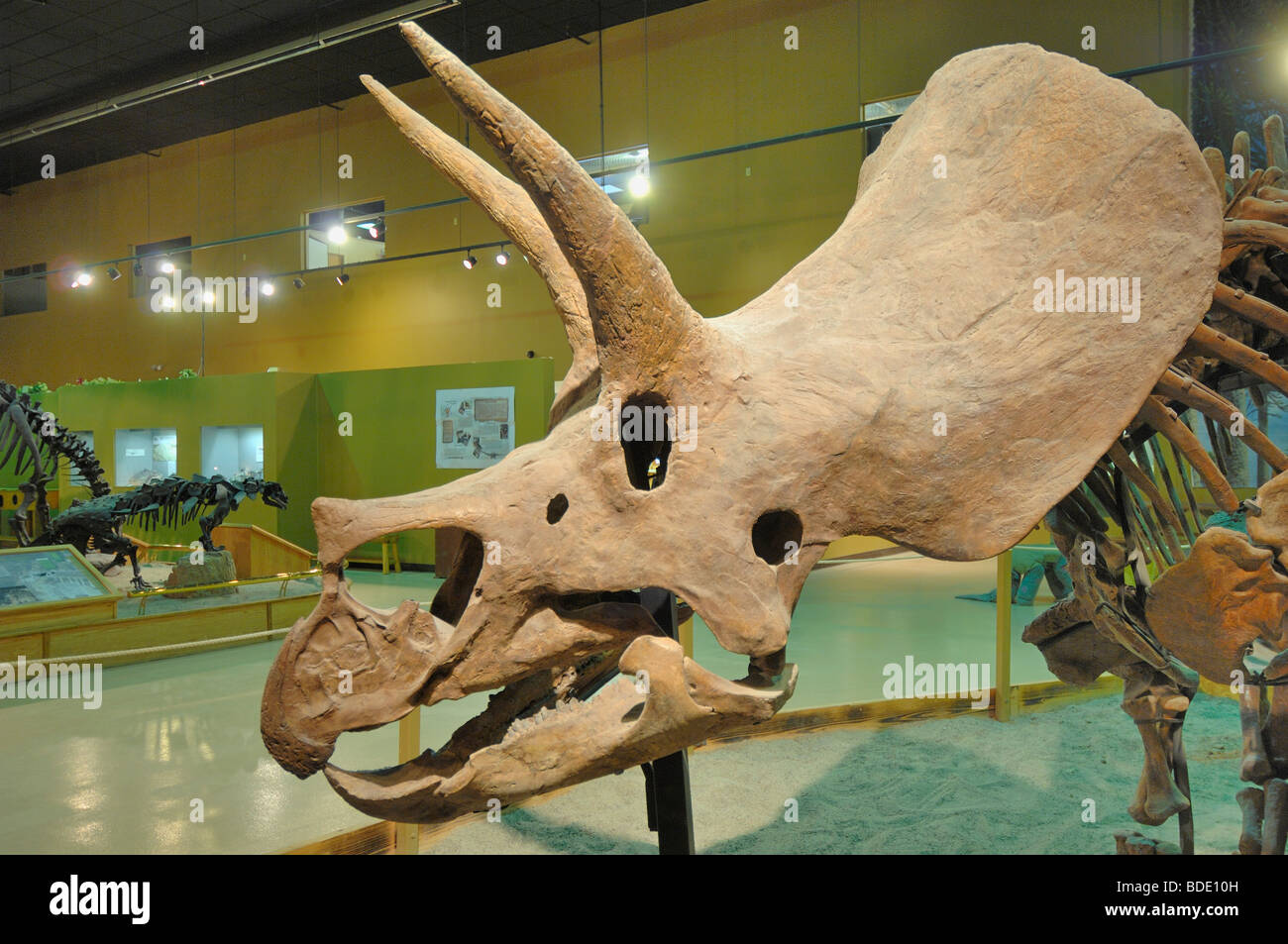 Triceratops s vielleicht die bekanntesten Dinosaurier außerhalb der akademischen Kreisen. Dieser Kopf ist in Wyoming State Dinosaur Center Stockfoto