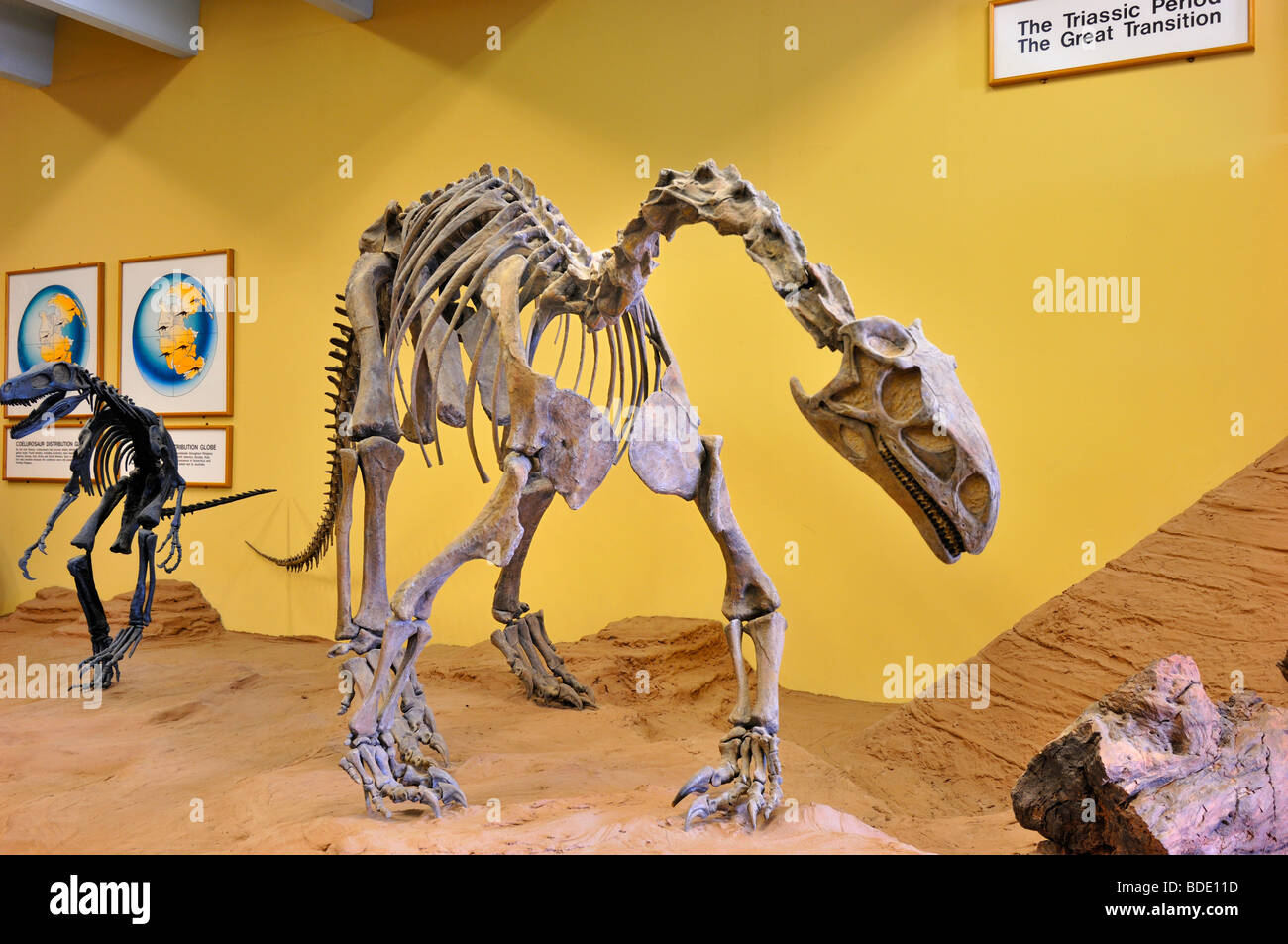 Plateosaurus oder "flache Echse", The Dinosaur Museum in Blanding, Utah, Vereinigte Staaten von Amerika Stockfoto