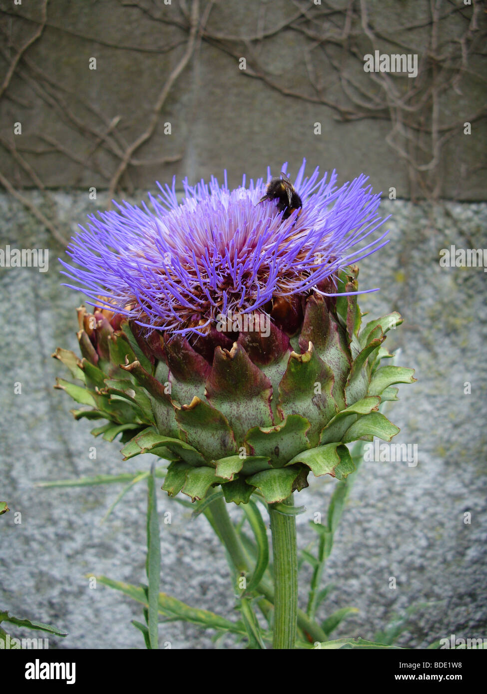 Eine Artischockenblüte mit einer Biene auf Suche nach Nektar Stockfoto