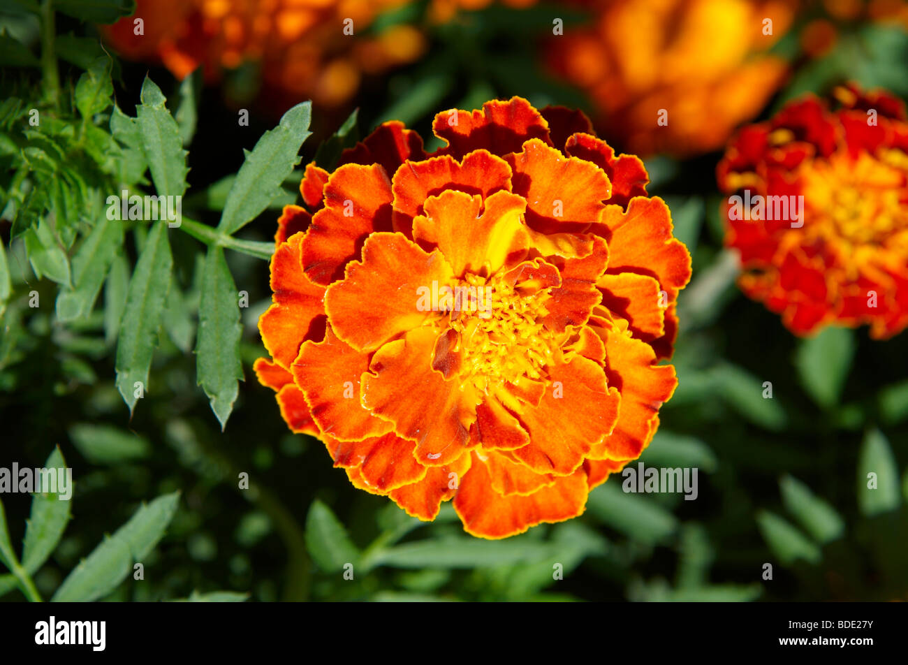 Französische Ringelblume (Tagetes Patula) Stockfoto