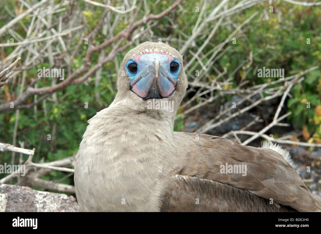 Red Footed Booby Altvogel betrachten Sie vom Nest, Genovesa Island, Galapagos-Inseln, Ecuador, Südamerika. Stockfoto
