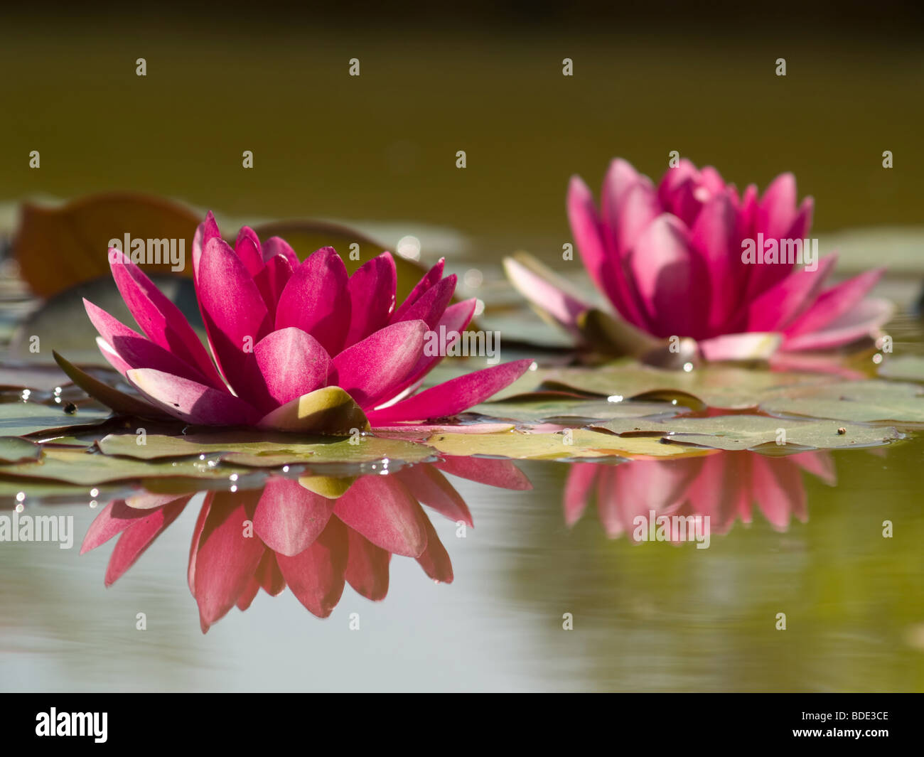 Zwei rosa Lotusblüten in Teich mit Reflexion Stockfoto