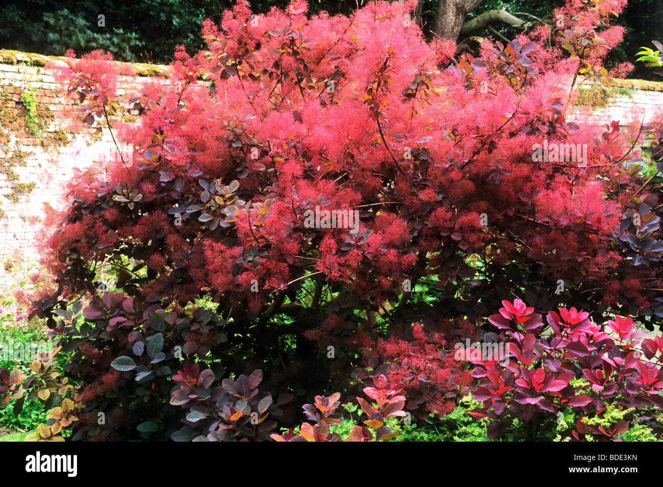 Cotinus 'Grace' rote Blüte Blume Blumen Garten Pflanze Pflanzen Rauch Busch Stockfoto