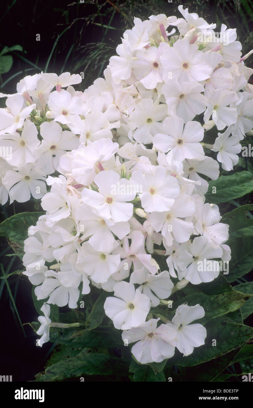 Phlox 'White Flame"weiße Blume Blumen Garten Pflanzen Stockfoto