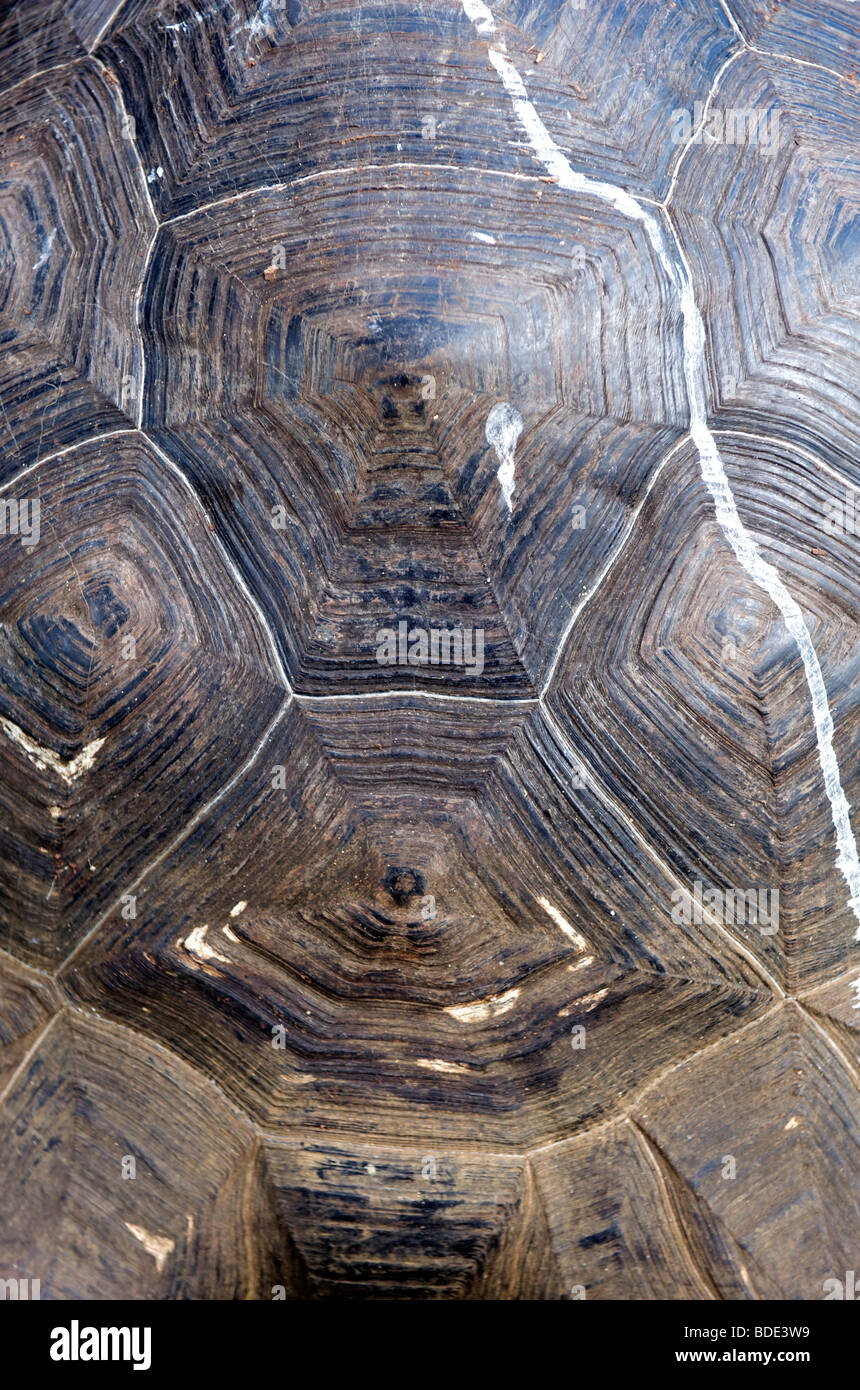 Detail der Giant Tortoise Shell oder Panzer, Erwachsene Reptil, Galapagos-Inseln, Pazifik, Ozean. Stockfoto