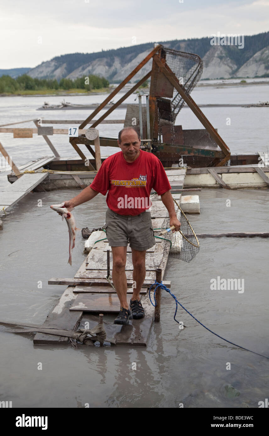 Mann mit Lachs gefangen auf Fisch-Rad in Alaska Stockfoto