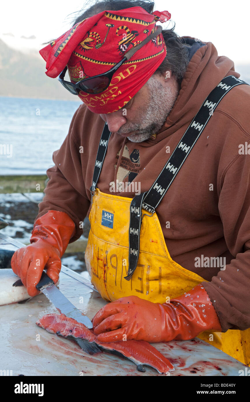 Sport Angelguide in Alaska reinigt Fisch für Kunden Stockfoto