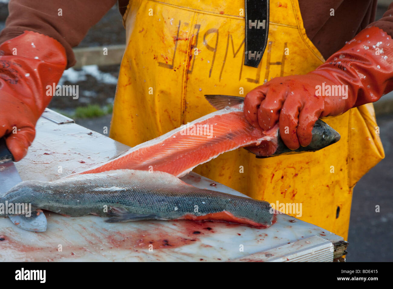 Sport Angelguide in Alaska reinigt Fisch für Kunden Stockfoto