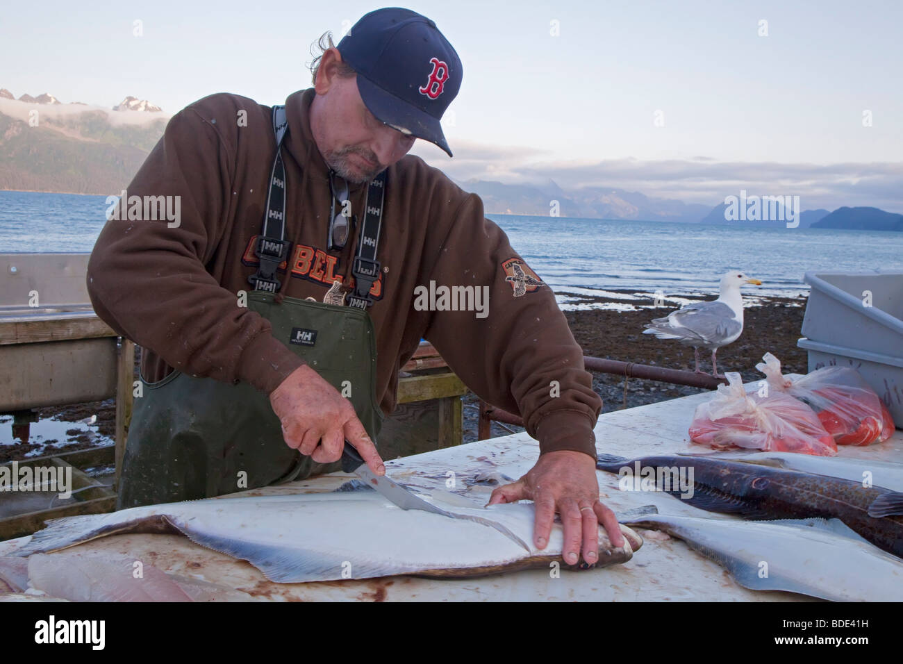 Sport Angelguide in Alaska reinigt Fisch für Kunden Stockfoto