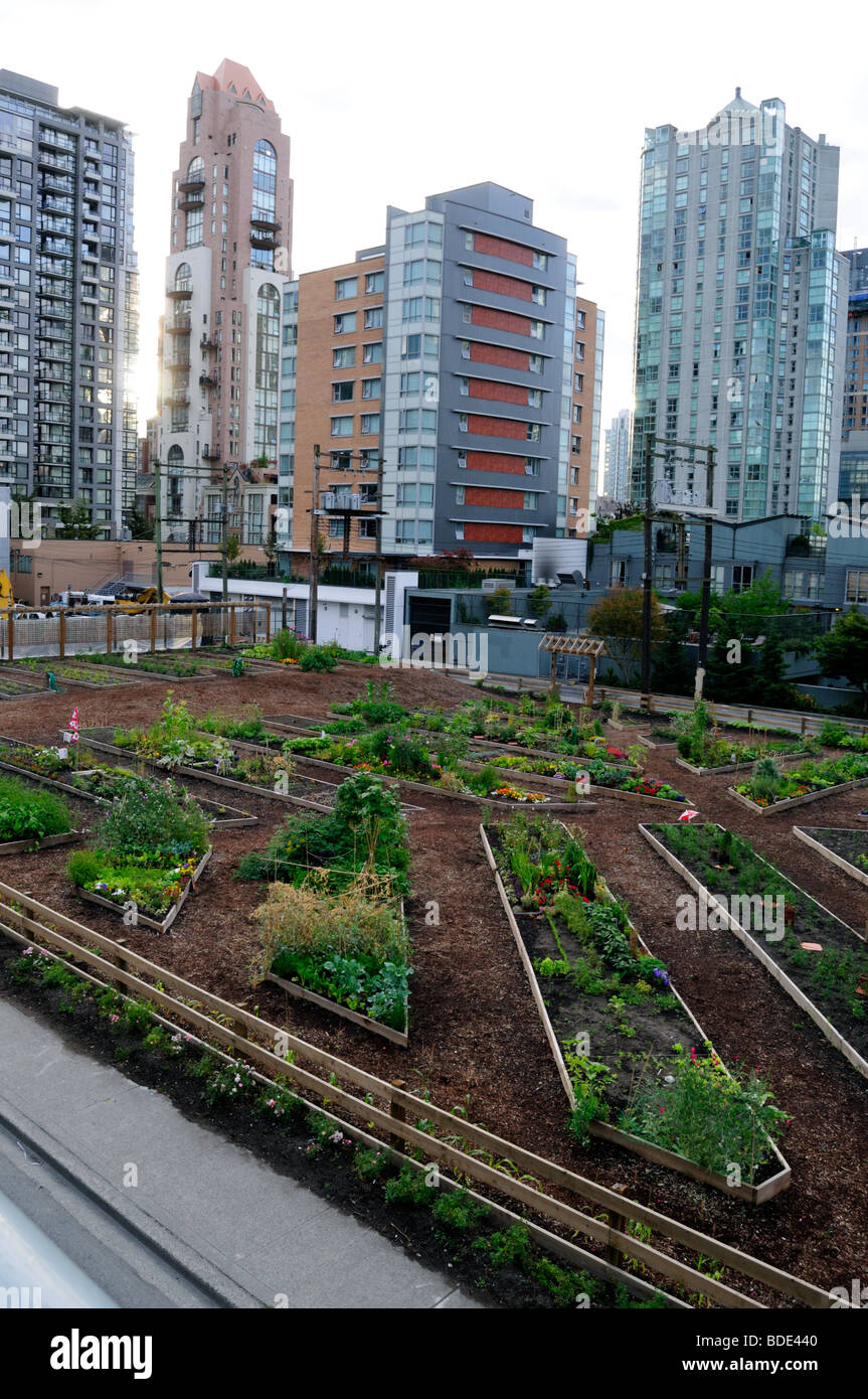 Beach Avenue, Vancouver, British Columbia, Kanada, Kleingärten, Wolkenkratzer städtischer Gemüsegarten Stockfoto
