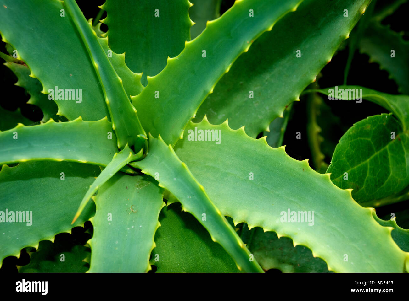 Kaktus-Blätter, Nahaufnahme Stockfoto
