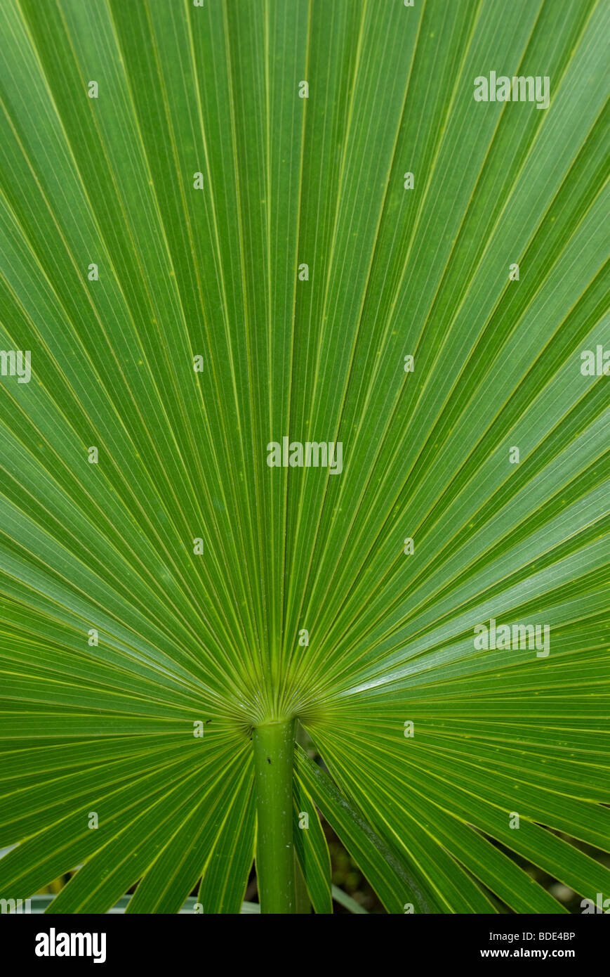 Palm-Leaf-detail Stockfoto