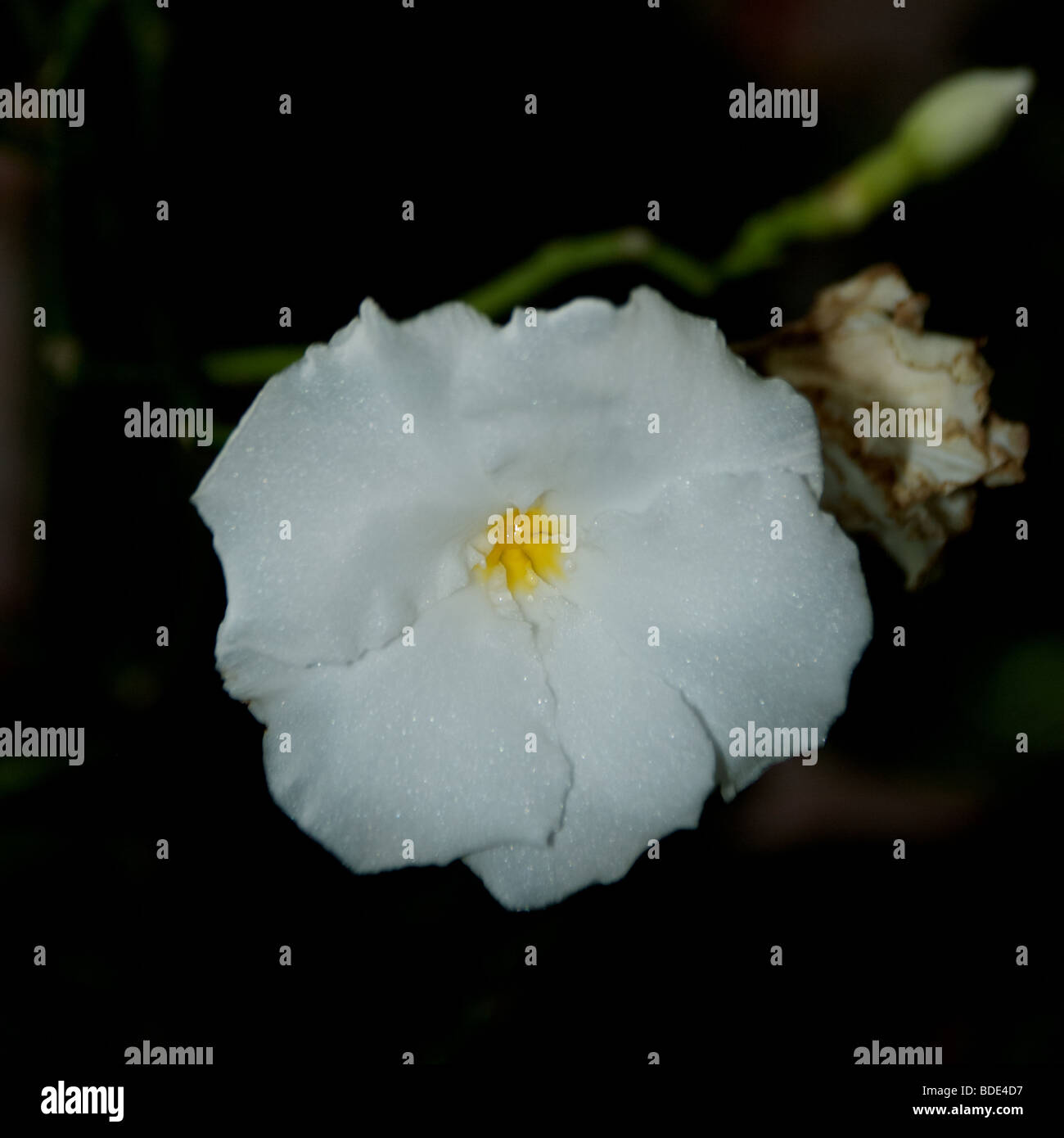 einzelne weiße Blüte Stockfoto