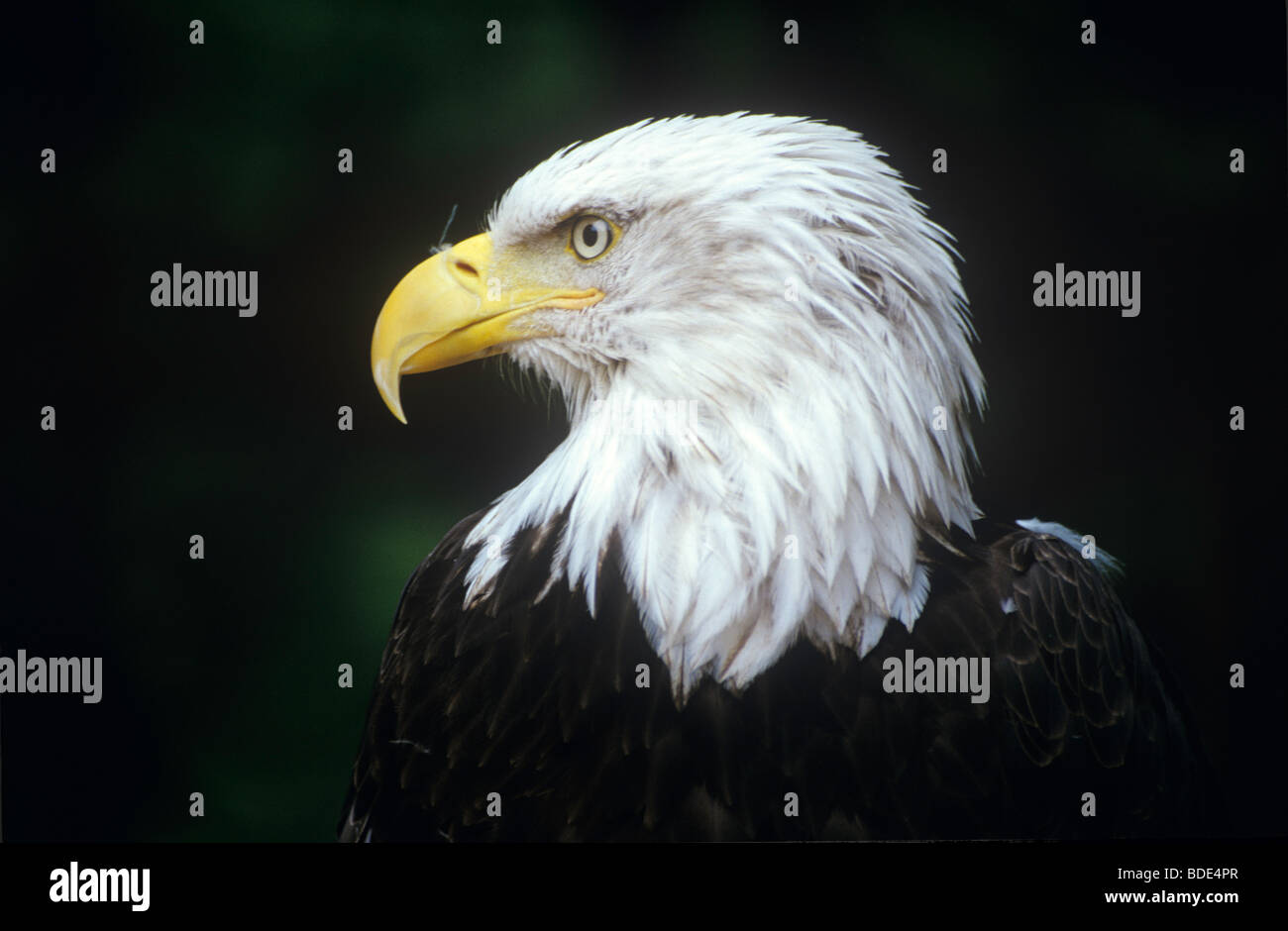 Weißkopf-Seeadler, Alaska Raptor Rehabilitation Center, Sitka, Alaska, USA. Stockfoto