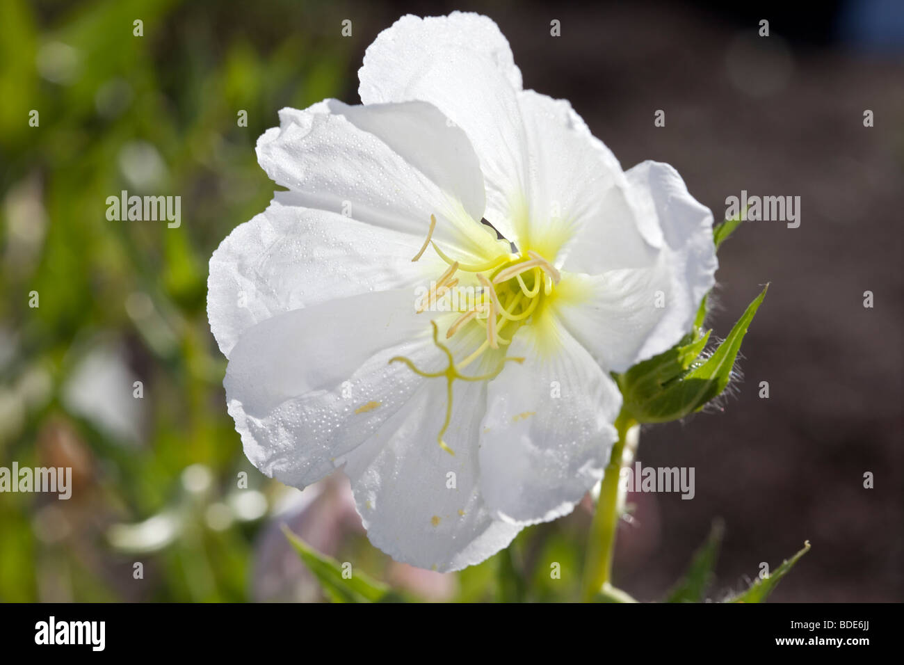 "Unschuld" blass Nachtkerze, Nattljus (epilobium Githago) Stockfoto