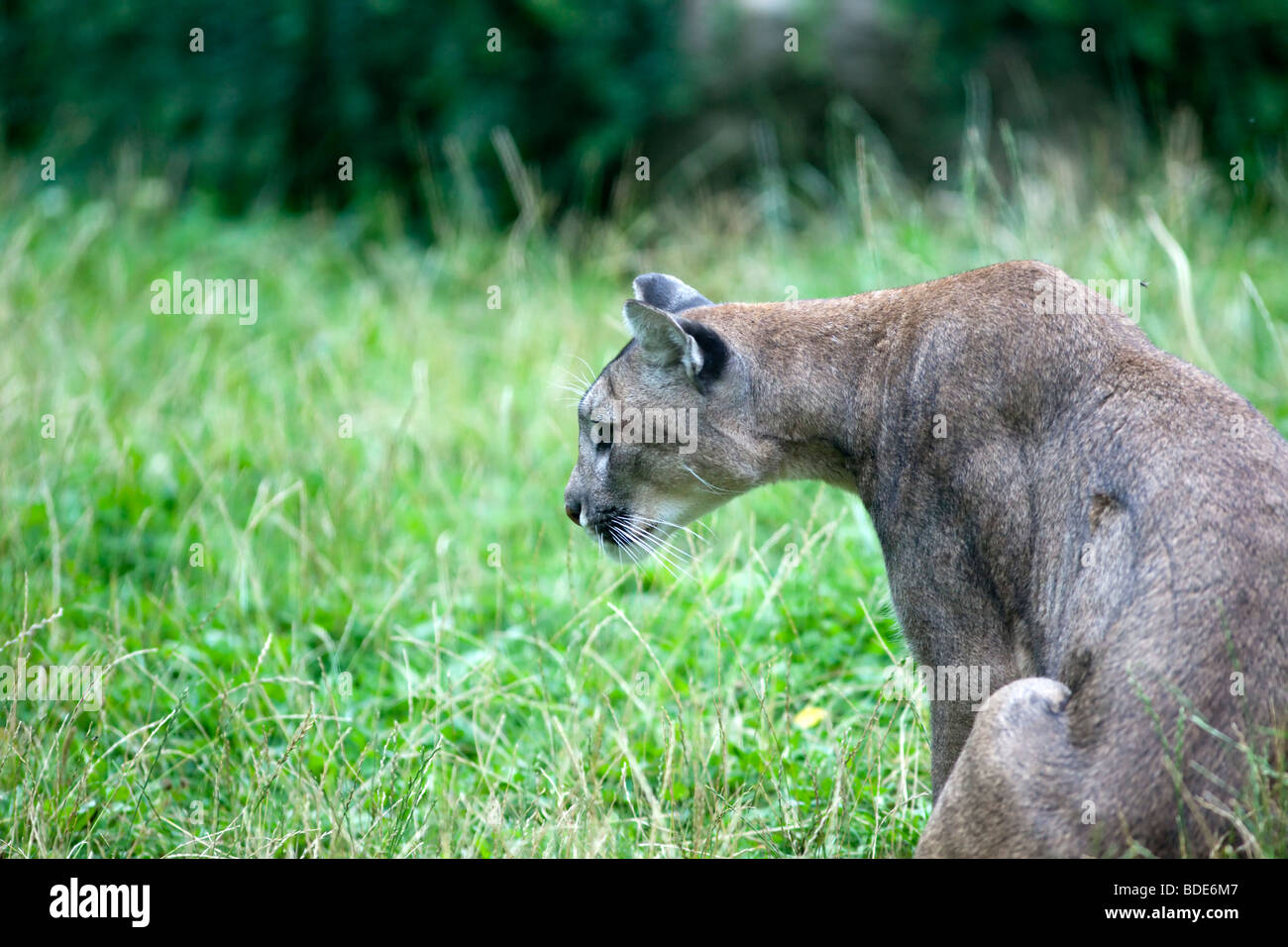 Mountain Lion, Puma (Puma concolor) Stockfoto