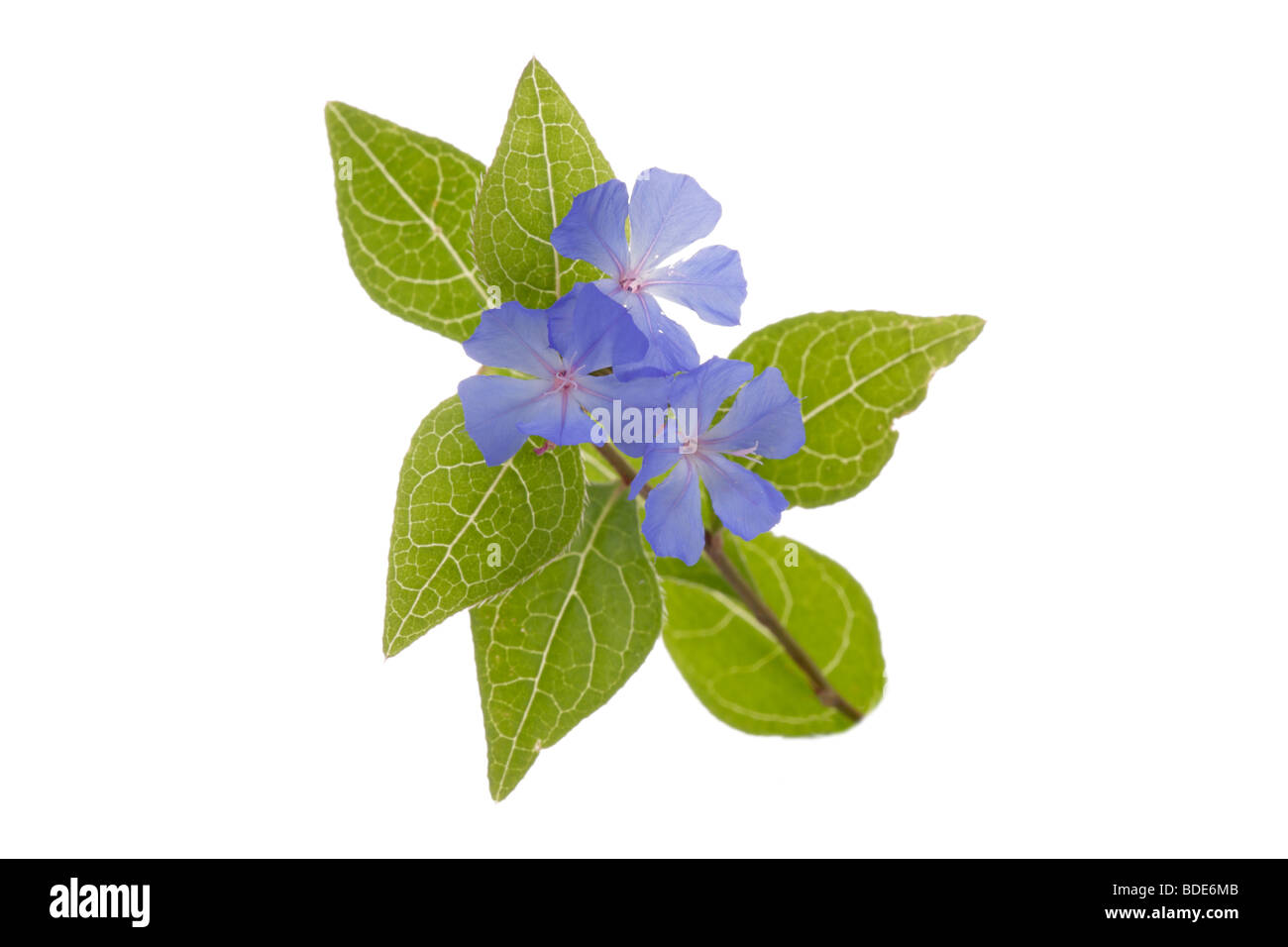Immergrün Blumen Stockfoto