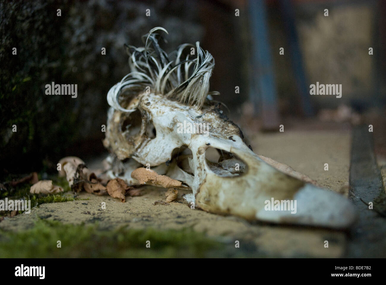 Der Schädel einer männlichen Barbarie-Ente mit dem gefiederten Kamm, Frankreich. Stockfoto