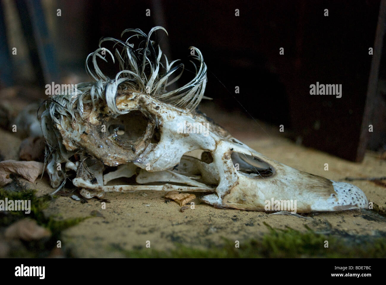 Der Schädel einer männlichen Barbarie-Ente mit dem gefiederten Kamm, Frankreich. Stockfoto