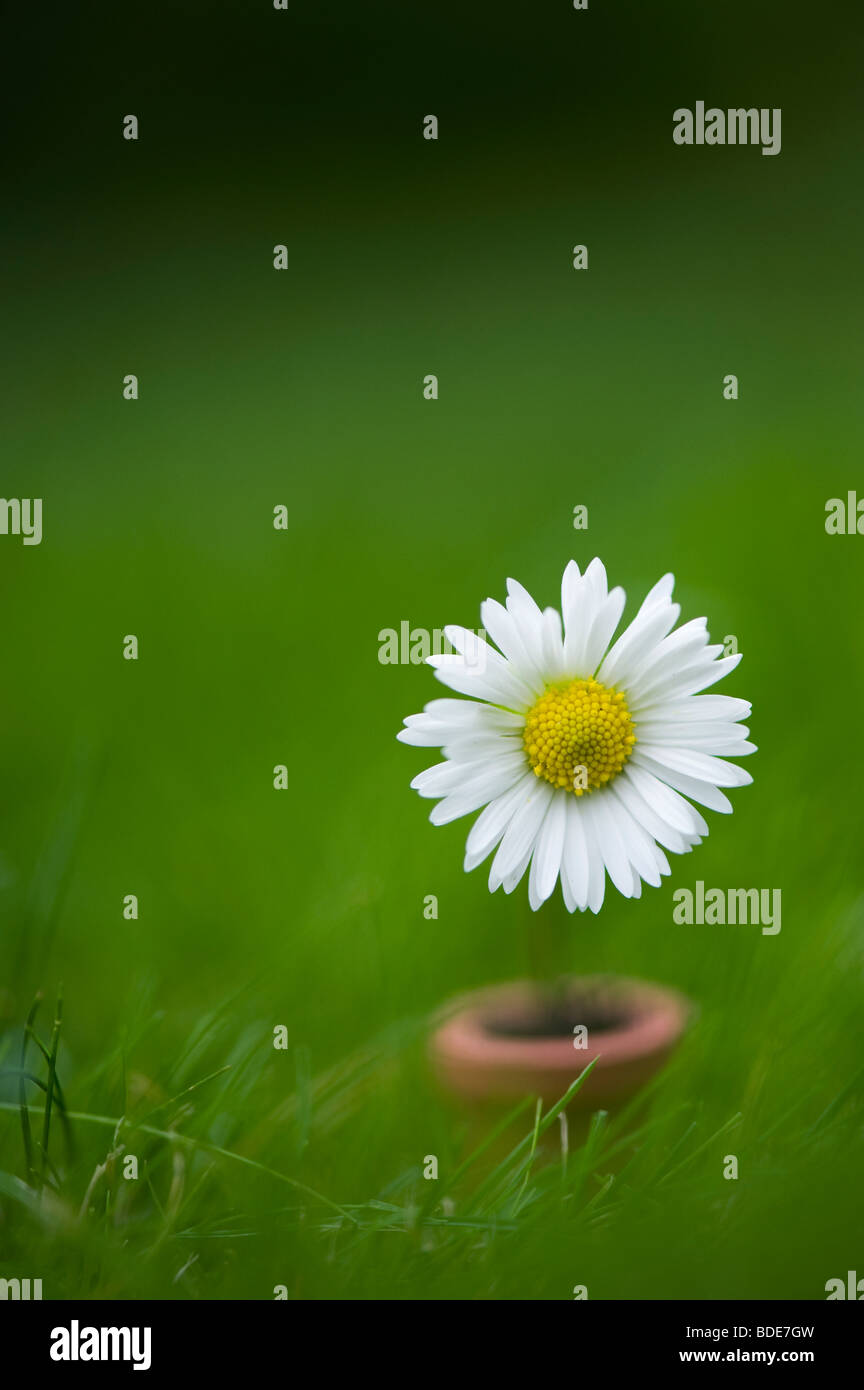 Daisy in einem Miniatur-Blumentopf auf einer Wiese Stockfoto