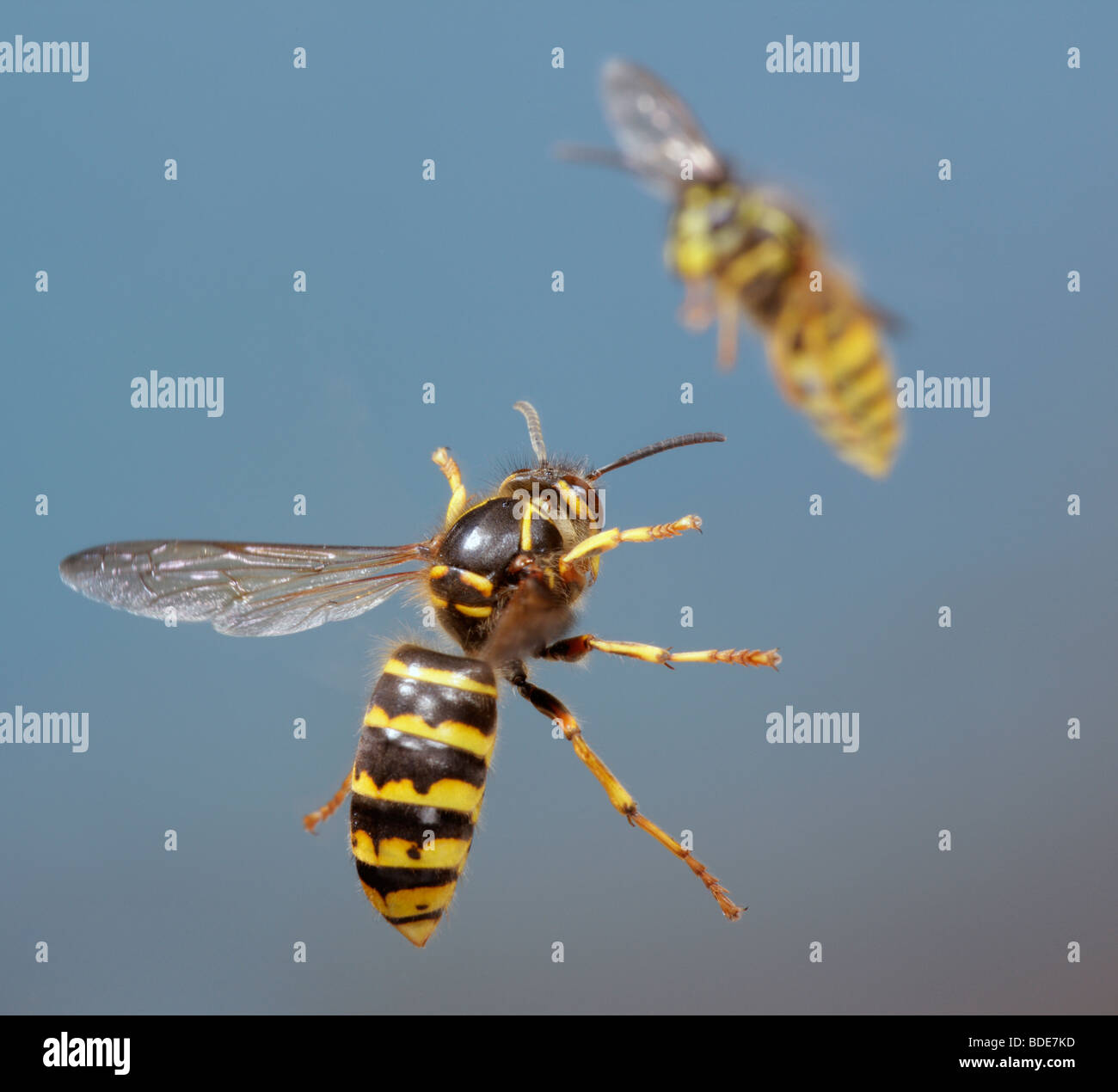 mittlere Wespe Dolichovespula Media im Flug Stockfoto