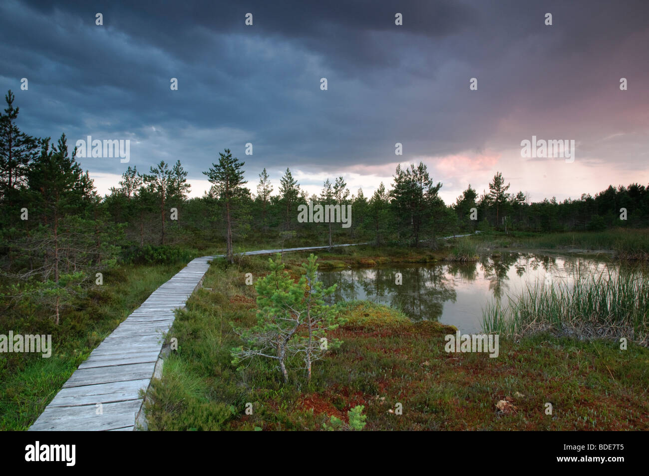 Hölzerne Lehrpfad in Raganu Sumpf in Kemeri Nationalpark, Lettland Stockfoto