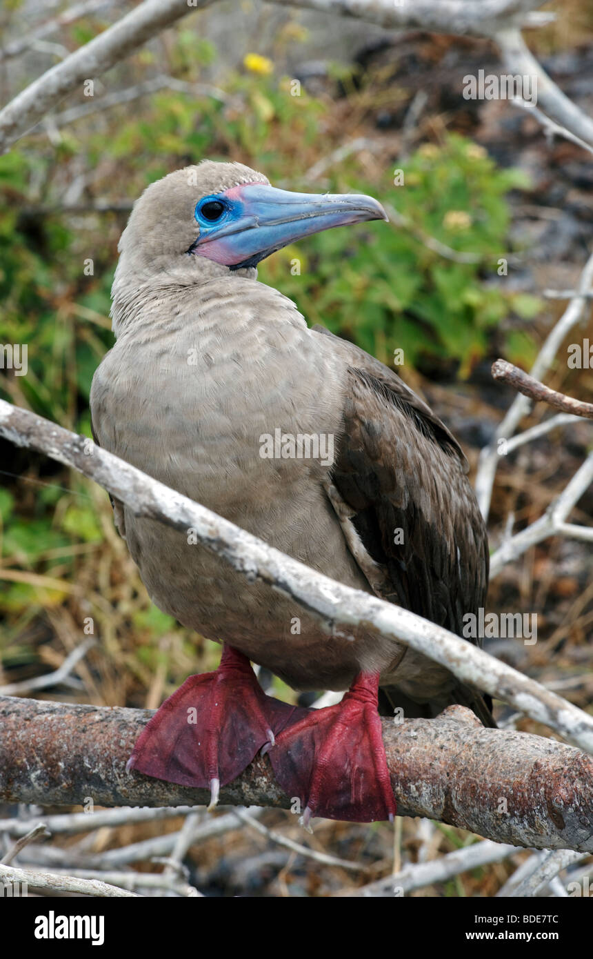Red Footed Booby Vogel im Baum, Genovesa Island, Galapagos, Pacific. Stockfoto