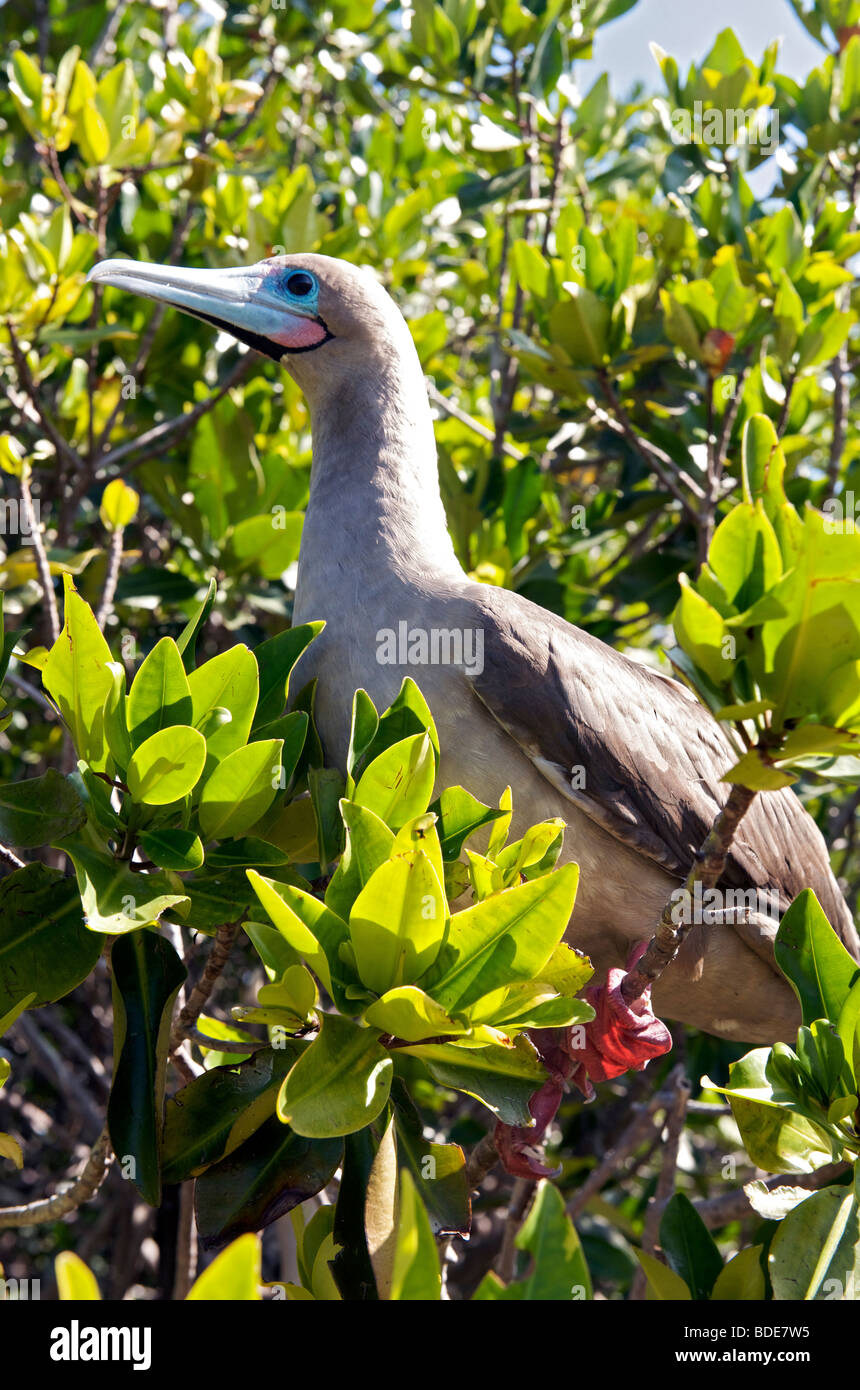 Red Footed Booby Vogel im Baum, Genovesa Island, Galapagos, Pacific. Stockfoto