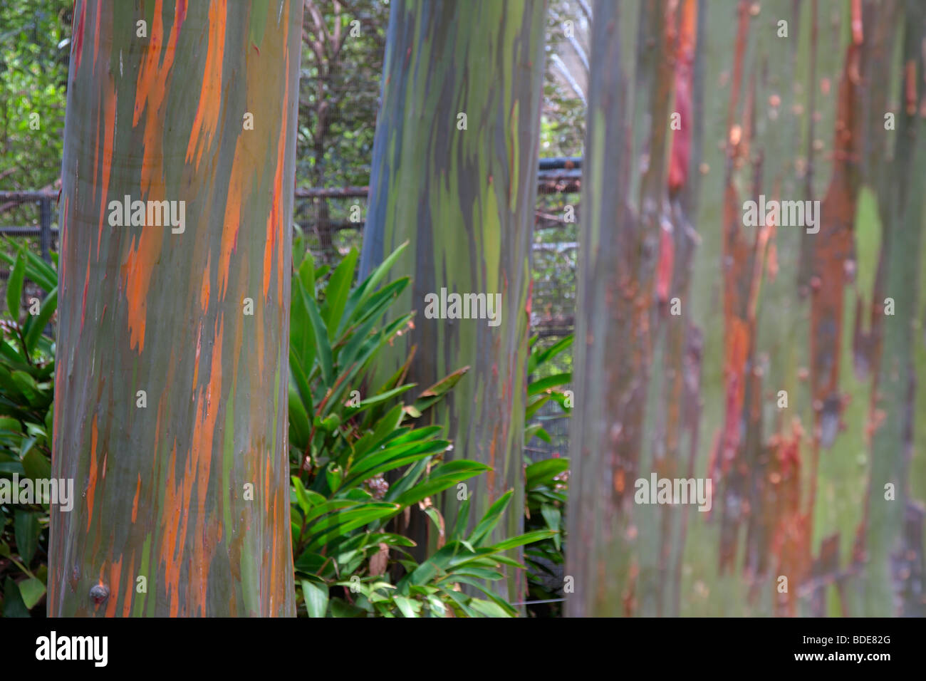 Die bunten Rinde der Mindanao Kaugummi Baum Eucalyptus Deglupta in Oahu Hawaii Stockfoto