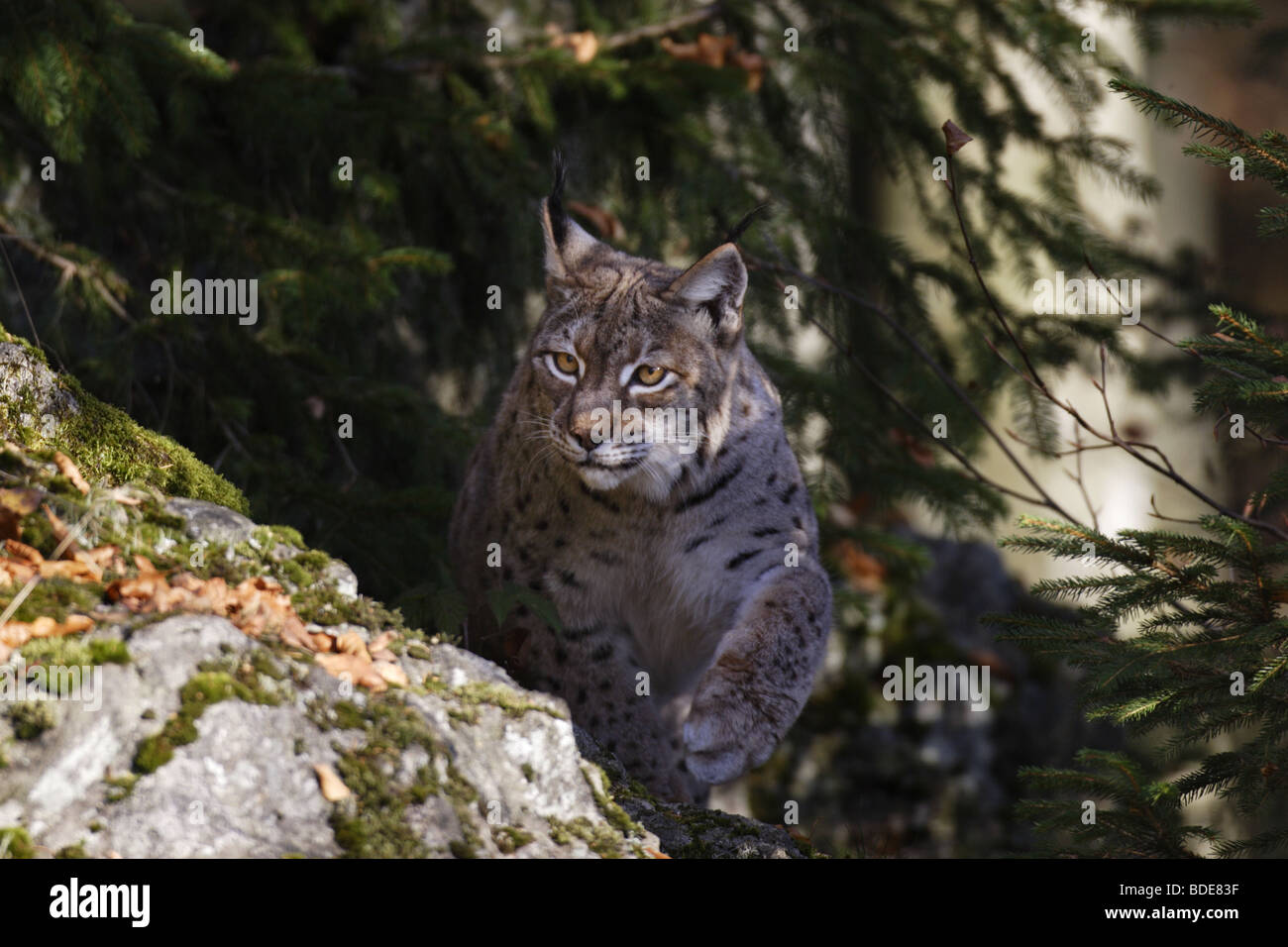 Lynx Luchs (Felis Lynx) Stockfoto
