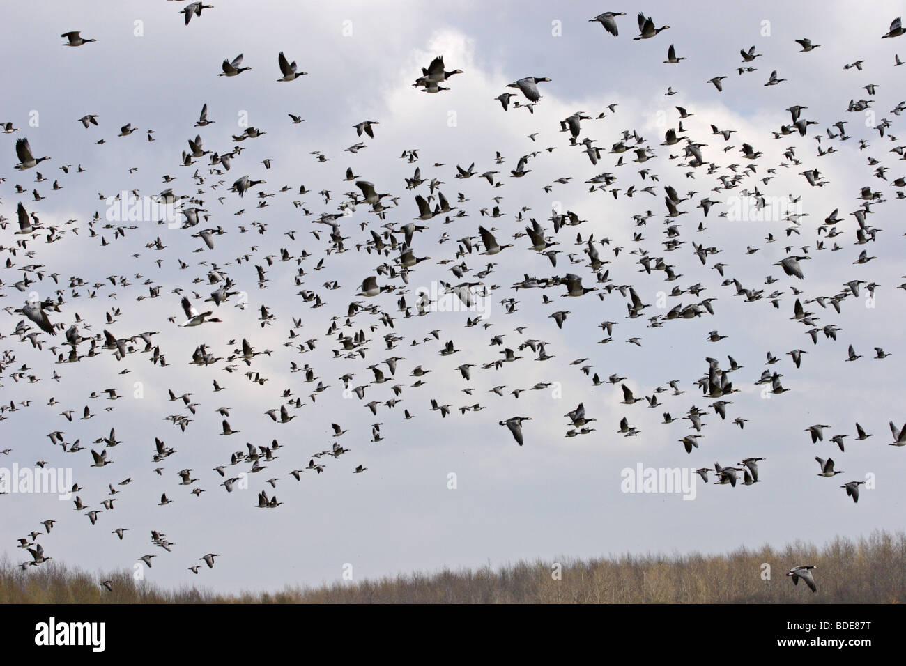 Vogelschar Stockfotos und -bilder Kaufen - Alamy