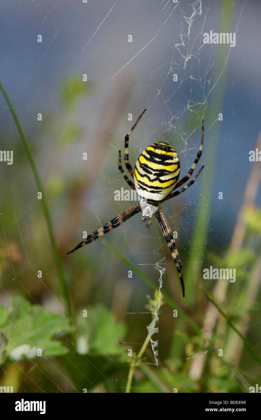 Wasp Spider Argiope Bruennichi weiblich im web Stockfoto
